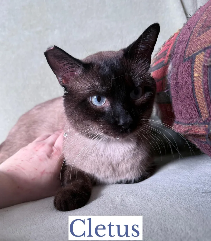 A young medium-sized male Seal Point Siamese cat named Cletus for adoption in Berkeley Springs, WV
