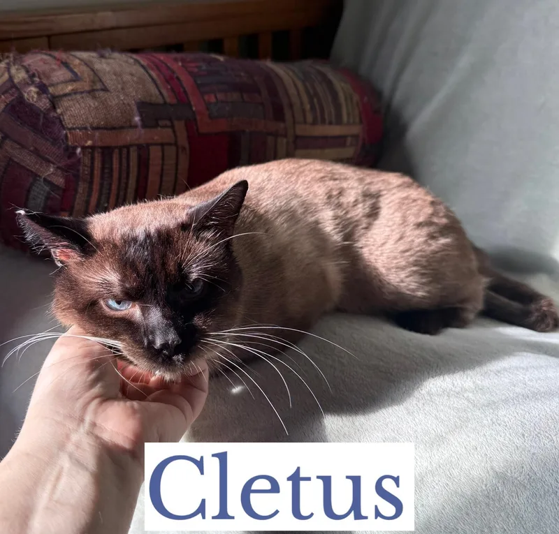 Cletus thumbnail 3