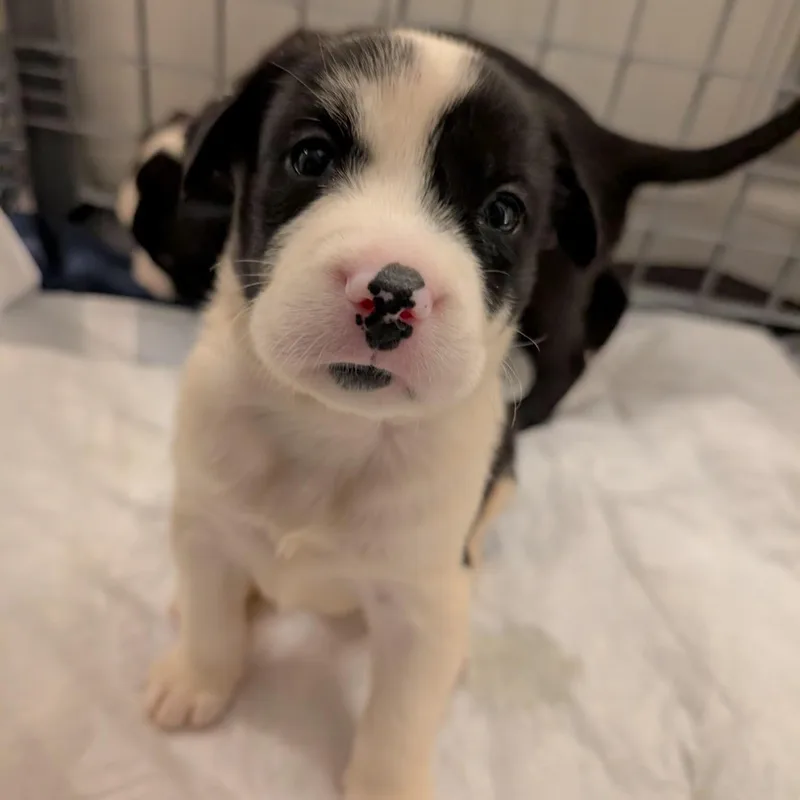 Minnie