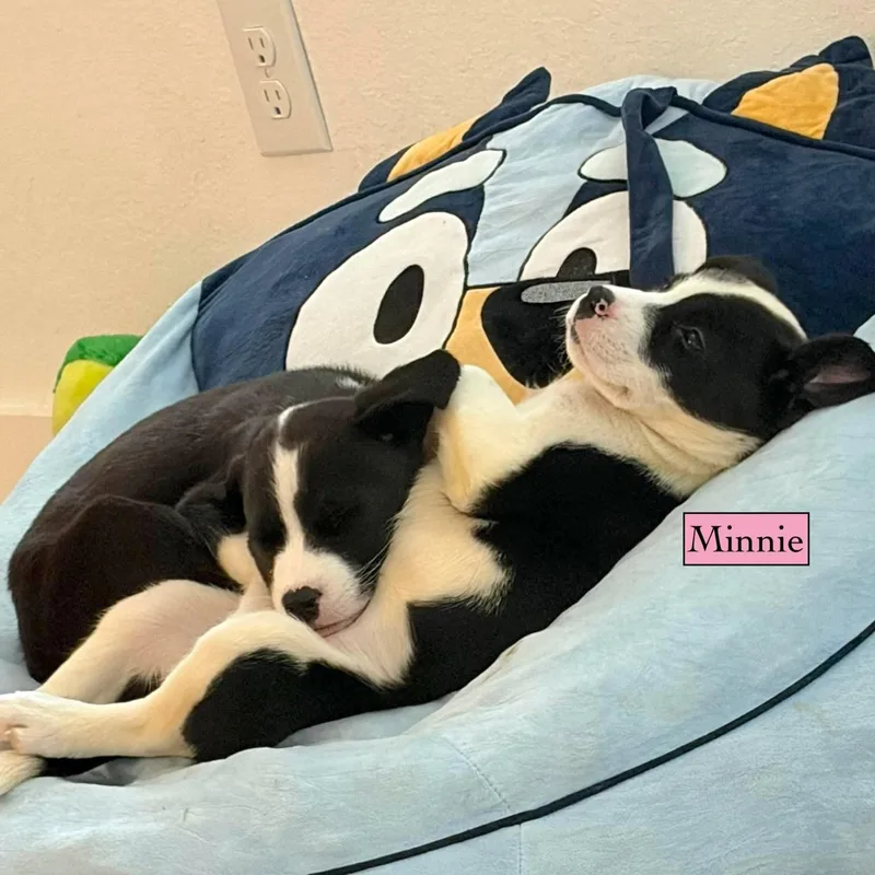 Minnie thumbnail 4
