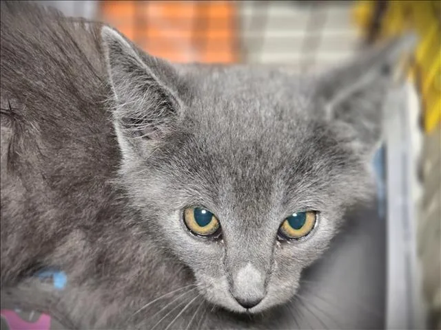 A baby small-sized female Domestic Short Hair cat named Mod Podge for adoption in Los Angeles, CA