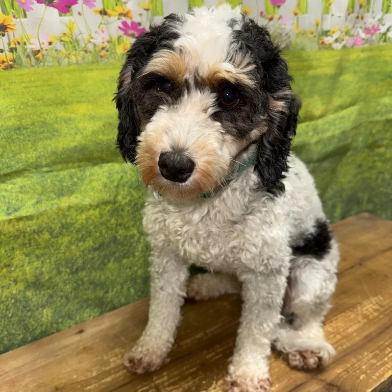 An adult medium-sized female White / Cream Bernese Mountain Dog dog named Maggie for adoption in Normal, IL