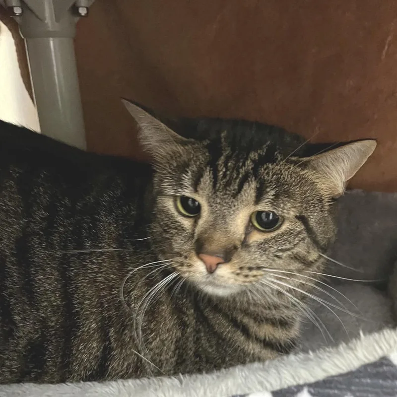 An adult large-sized female Brown / Chocolate Domestic Short Hair cat named Cinnamon for adoption in York, PA