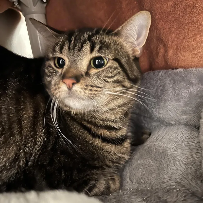 Cinnamon thumbnail 2