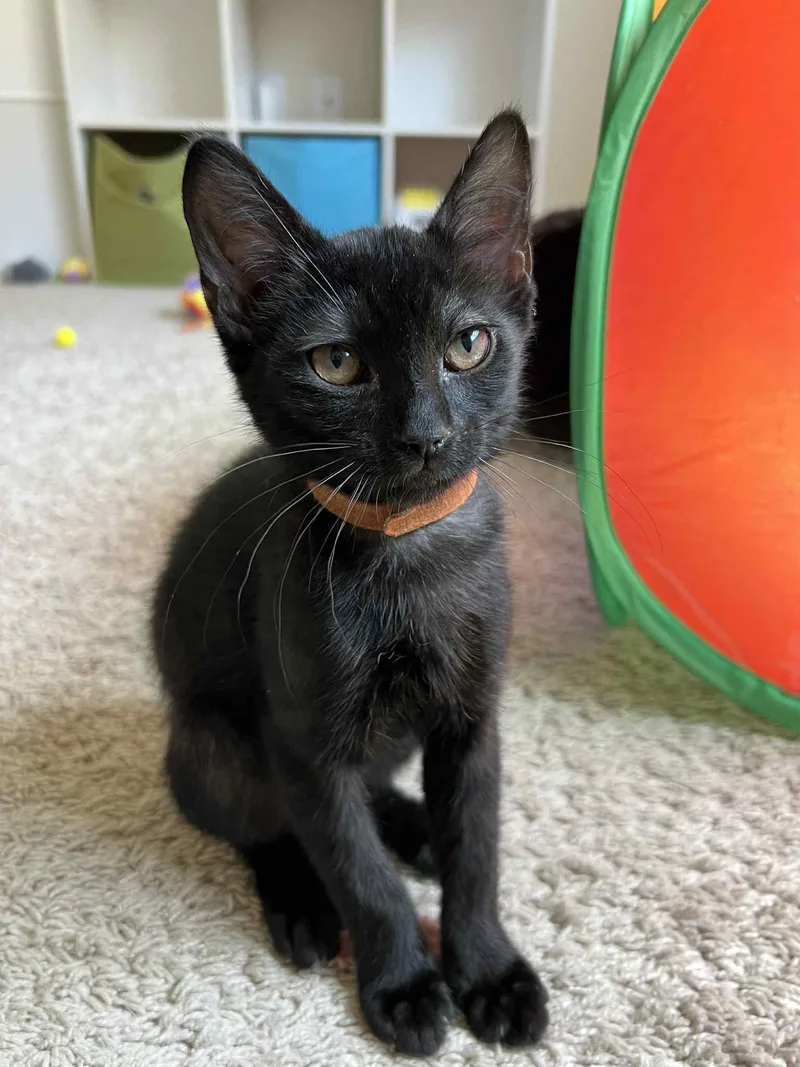 A baby medium-sized male Black Tabby cat named Gary for adoption in MONTGOMERY, TX