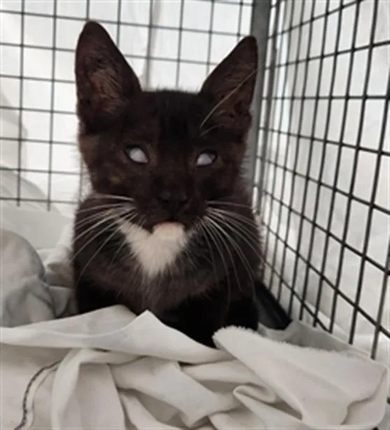 A baby small-sized male Domestic Short Hair cat named Sailor for adoption in Fort Lauderdale, FL
