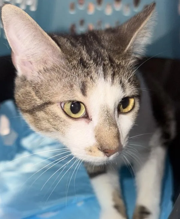 A young small-sized male Domestic Short Hair cat named David for adoption in Escondido, CA