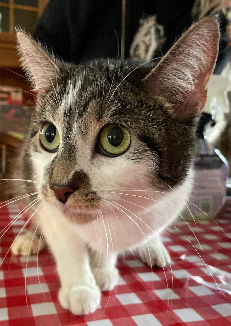 An adult medium-sized female Tabby cat named Dart for adoption in Island Lake, IL