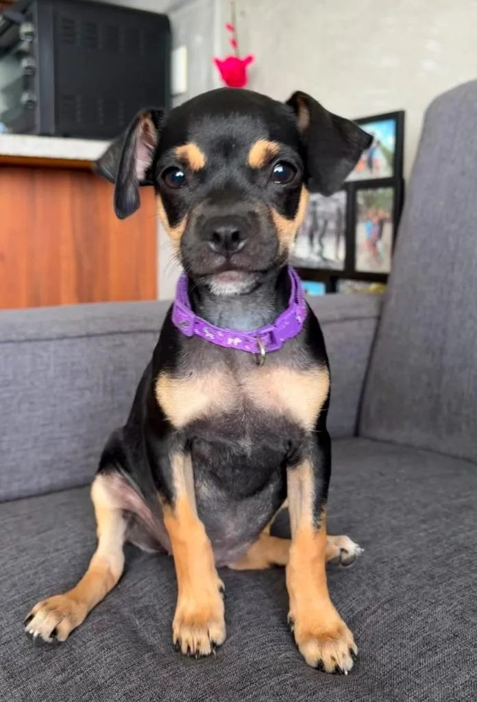 A baby small-sized female Miniature Pinscher dog named Mj for adoption in San Diego, CA