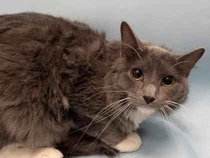 An adult small-sized female Domestic Long Hair cat named Nora for adoption in Woodbury, MN
