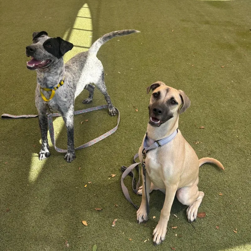 A young medium-sized female Yellow / Tan / Blond / Fawn Pit Bull Terrier dog named Romy for adoption in Albuquerque, NM