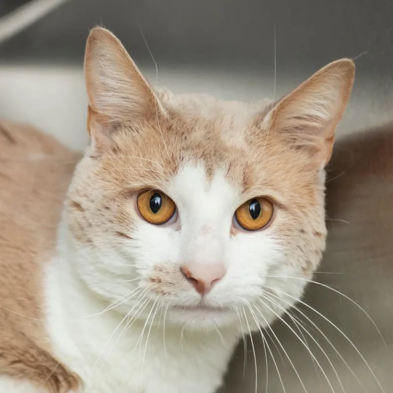 A young medium-sized male Buff / Tan / Fawn Domestic Short Hair cat named Pumpkin for adoption in Middletown, RI