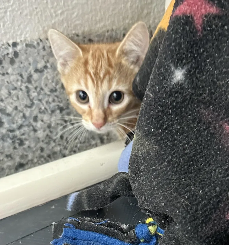 A baby small-sized female Domestic Short Hair cat named Marmalade for adoption in Manassas, VA