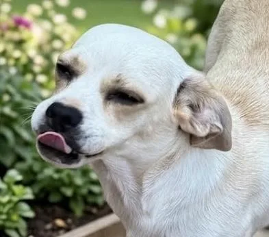 A baby small-sized male Chihuahua dog named Bonbon for adoption in Cumming, GA