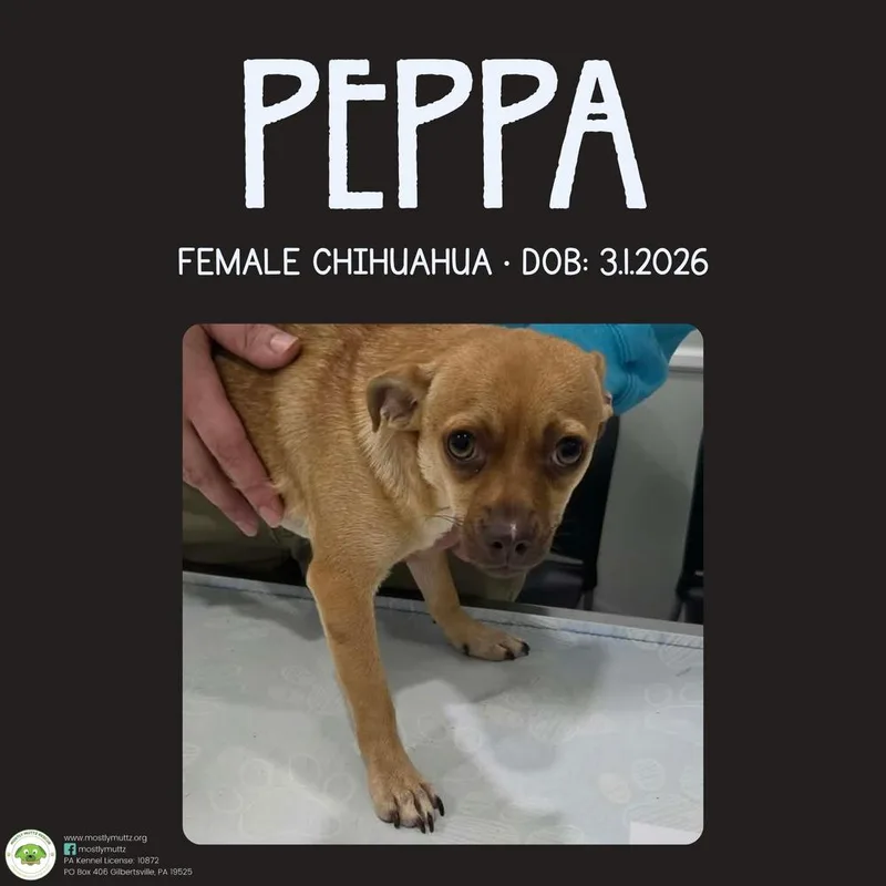 A baby small-sized female Brown / Chocolate Chihuahua dog named Peppa for adoption in Pottstown, PA