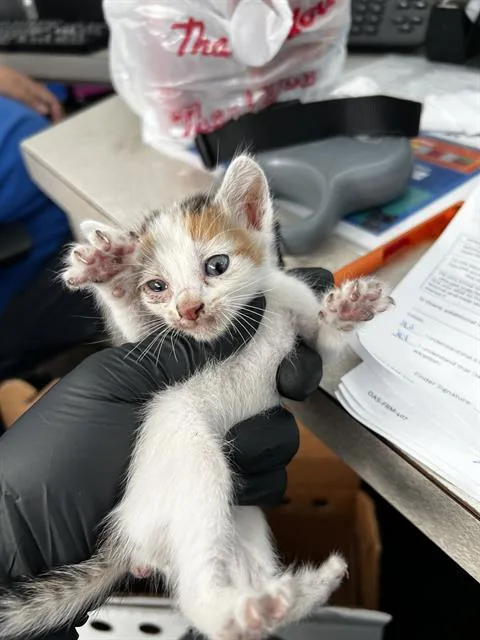 A baby medium-sized female Domestic Medium Hair cat named Minnie for adoption in Dallas, TX