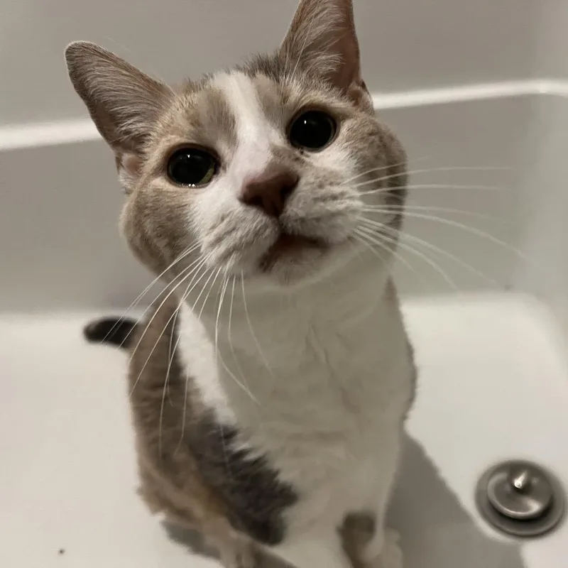 Grand Grandma Duchess thumbnail 2