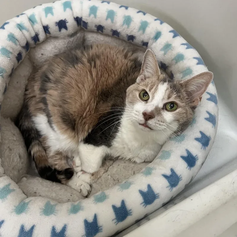 Grand Grandma Duchess thumbnail 3