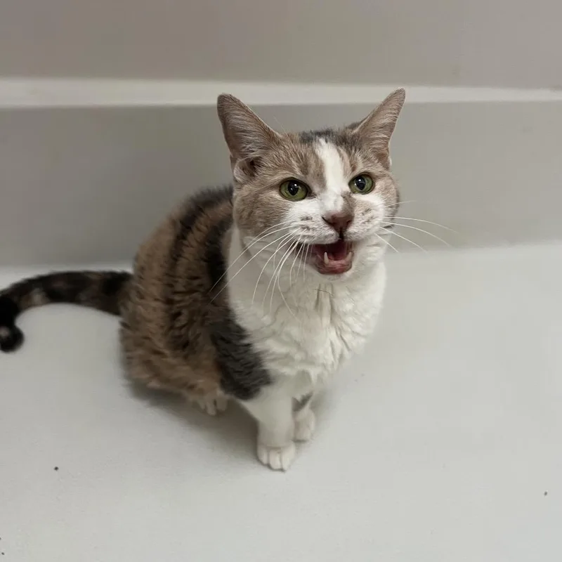 Grand Grandma Duchess thumbnail 4