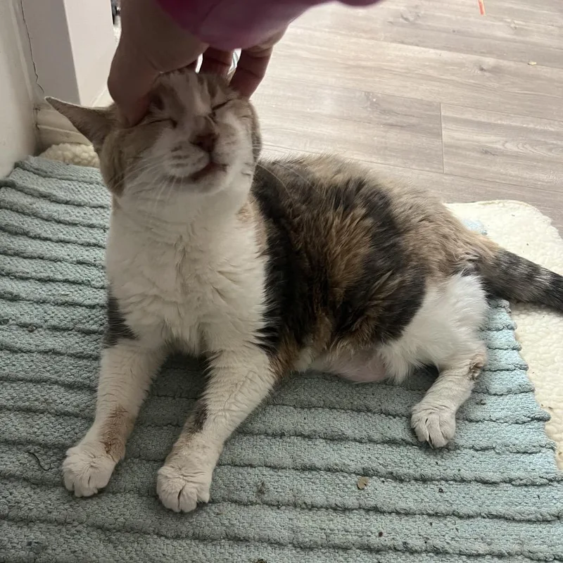 Grand Grandma Duchess thumbnail 5