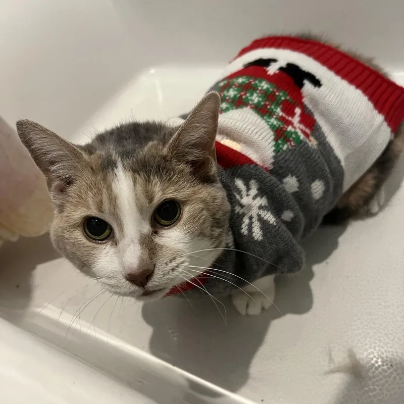 Grand Grandma Duchess thumbnail 6