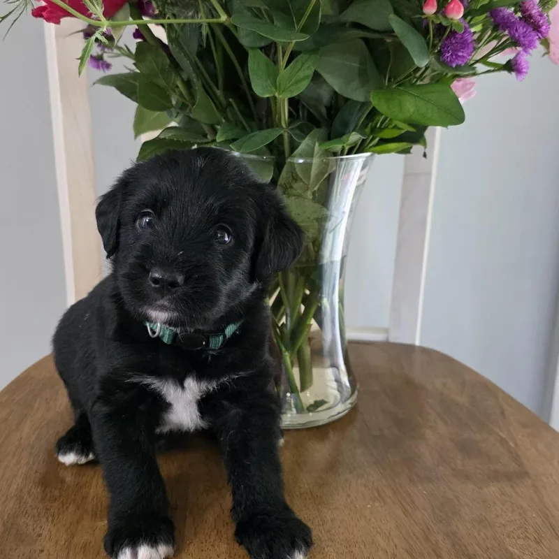 A baby small-sized male Black Mixed Breed dog named Cash  Brutus for adoption in Hamilton, GA