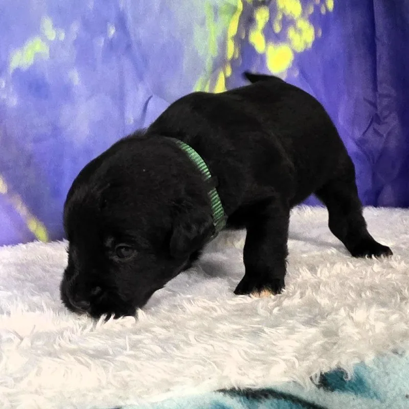 Cash  Brutus thumbnail 2