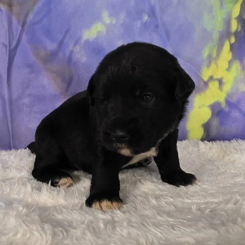 Cash  Brutus thumbnail 4