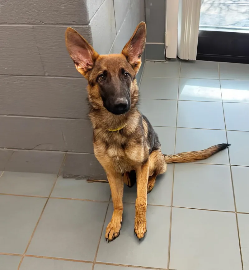 An adult medium-sized male Black Mixed Breed dog named Kevin for adoption in Nashville, TN