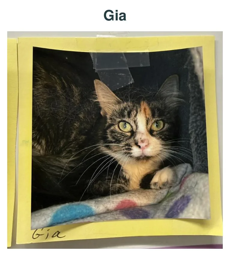 An adult medium-sized female Torbie cat named Gia for adoption in Richland Center, WI