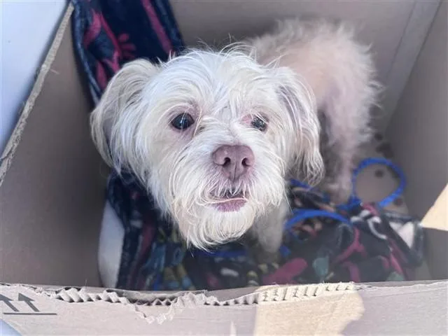 An adult small-sized male Shih Tzu dog named Finn for adoption in Houston, TX