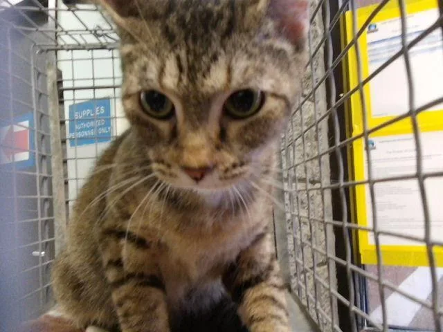 A baby medium-sized female Domestic Short Hair cat named Katrina for adoption in Tulsa, OK