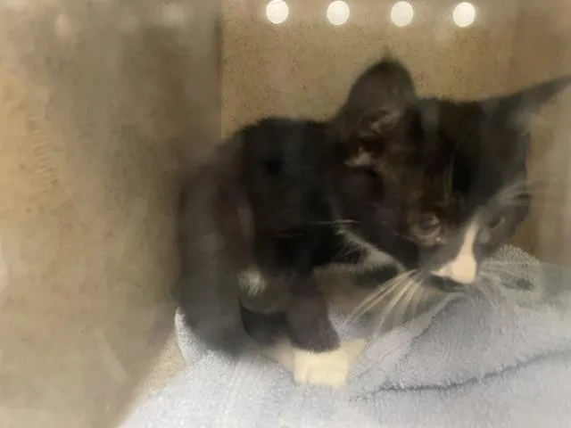 A baby small-sized female Domestic Short Hair cat named Sweet for adoption in Kent, WA