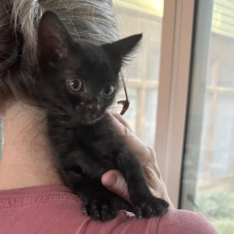 A baby small-sized male Black Domestic Short Hair cat named Yoohoo for adoption in Austin, TX