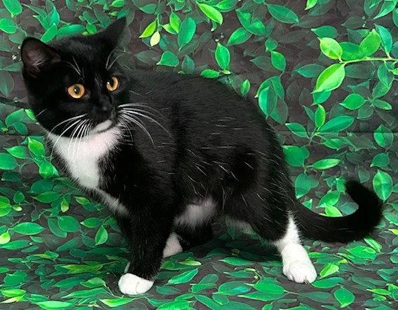 Vesta