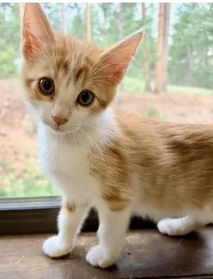 A baby small-sized male Domestic Medium Hair cat named Sorbet for adoption in Broomfield, CO