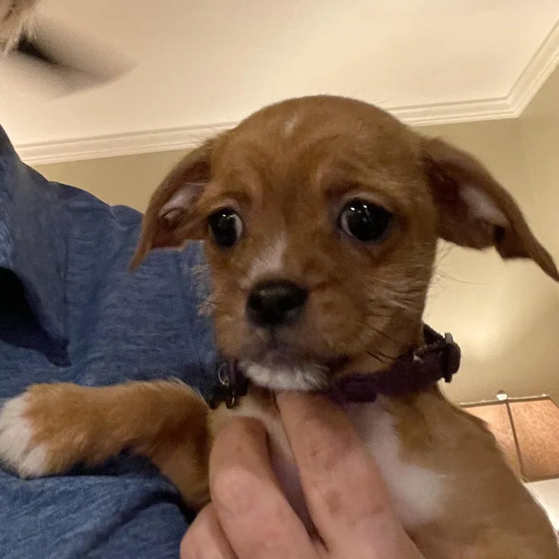 A baby small-sized female Yellow / Tan / Blond / Fawn Chihuahua dog named Wilma for adoption in Austell, GA