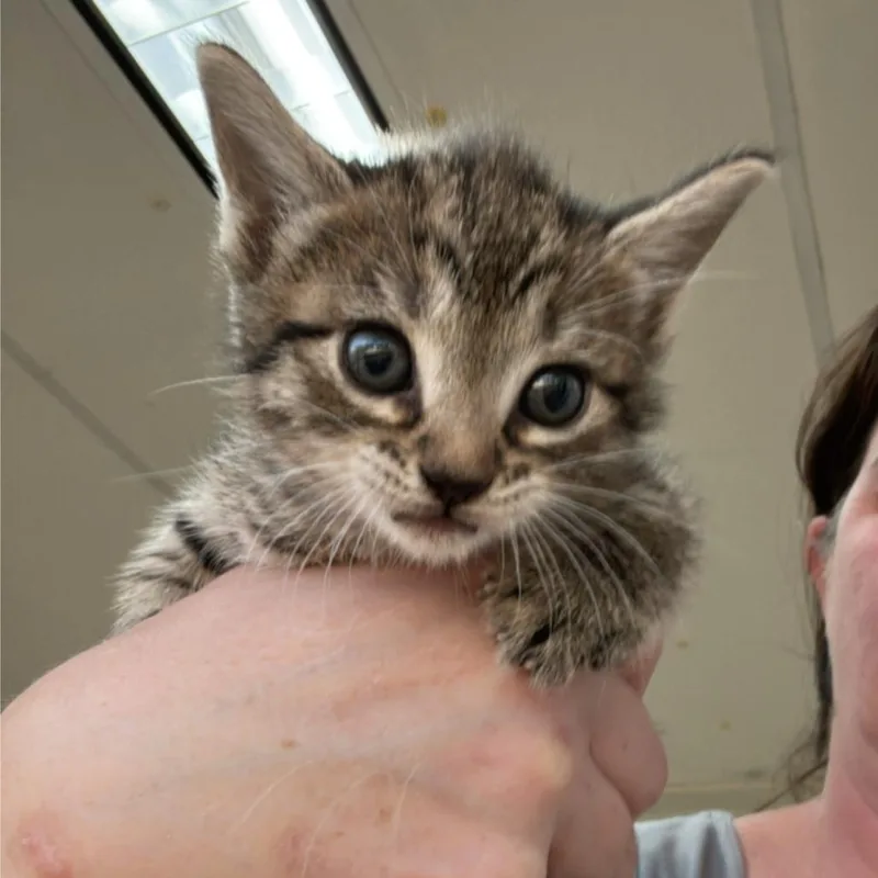 A baby small-sized female Brown / Chocolate Domestic Short Hair cat named Workers Comp for adoption in Hattiesburg, MS