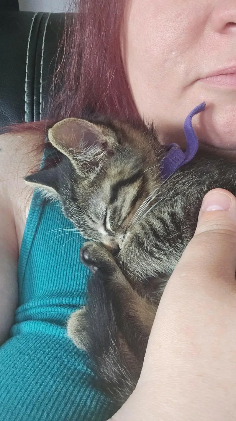 A baby medium-sized female Domestic Short Hair cat named C Litter Sally for adoption in Livonia, MI