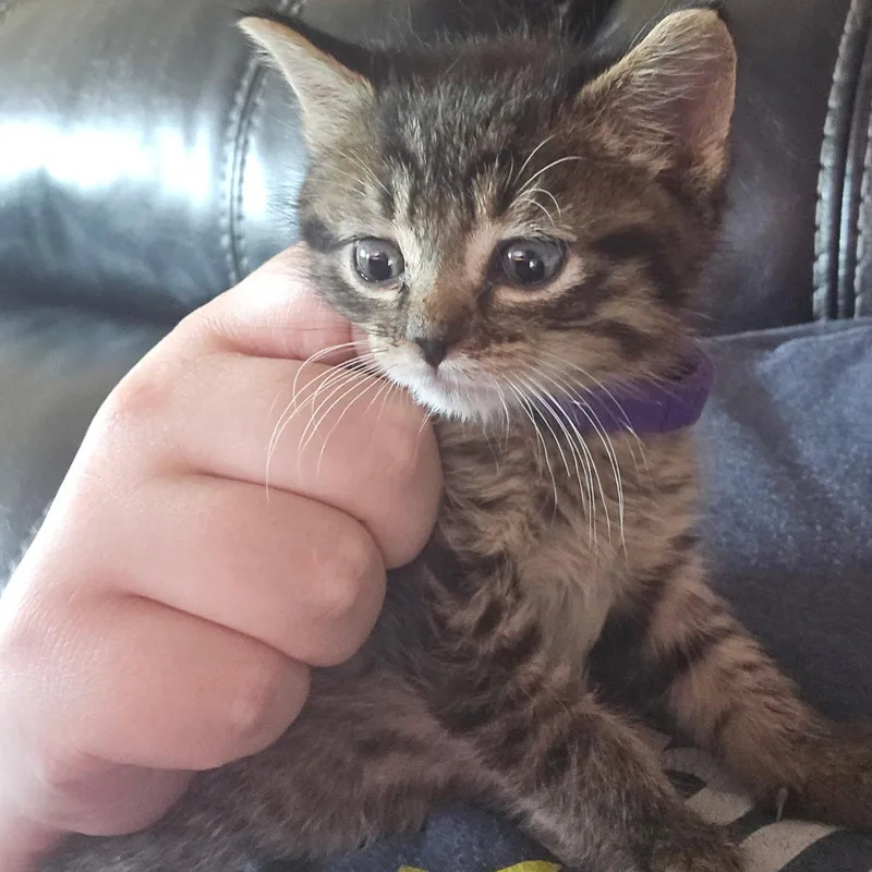 C Litter Sally thumbnail 2