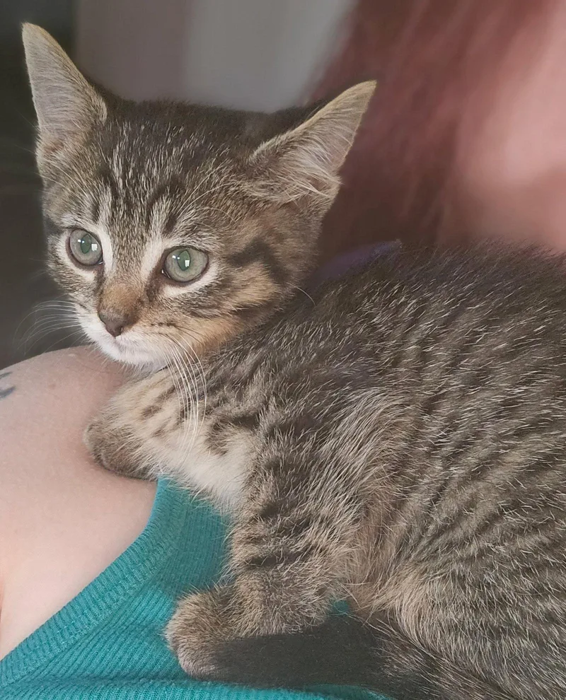 C Litter Sally thumbnail 3