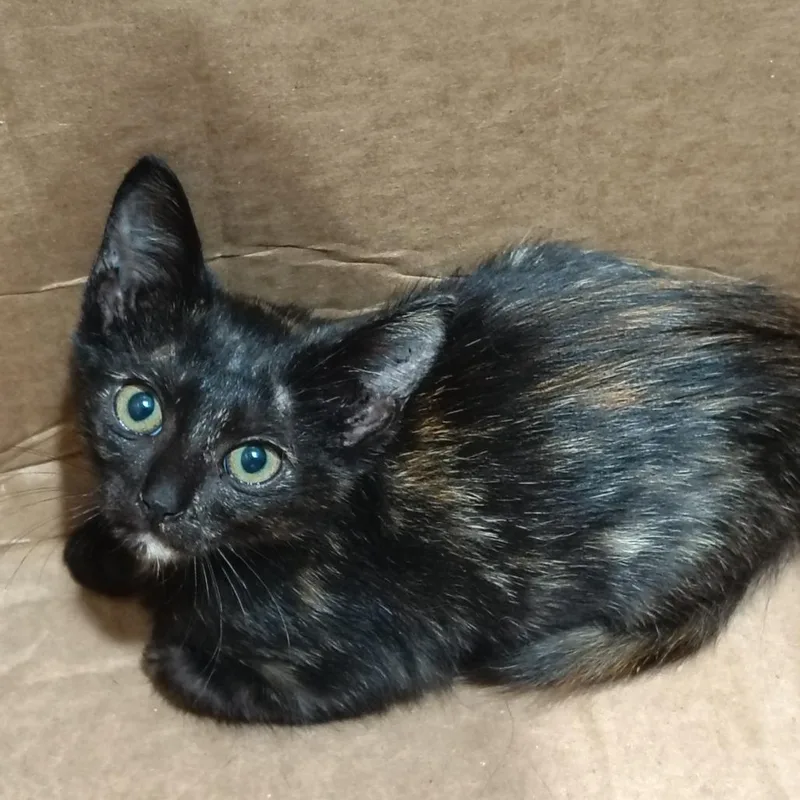 A baby medium-sized female Tortoiseshell Domestic Short Hair cat named Bullseye for adoption in Beulaville, NC
