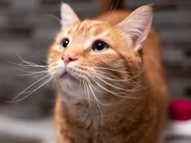 An adult medium-sized male Domestic Short Hair cat named Winter for adoption in Palo Alto, CA