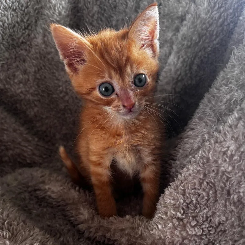 A baby small-sized male Orange / Red Domestic Short Hair cat named Alvin for adoption in Wichita, KS