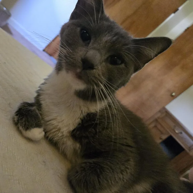 An adult medium-sized female Gray & White Domestic Short Hair cat named Watercress for adoption in Evanston, IL