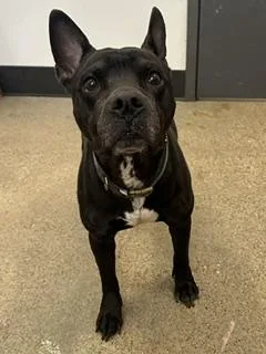 A senior medium-sized male Black Pit Bull Terrier dog named Mateo for adoption in Cleveland, OH