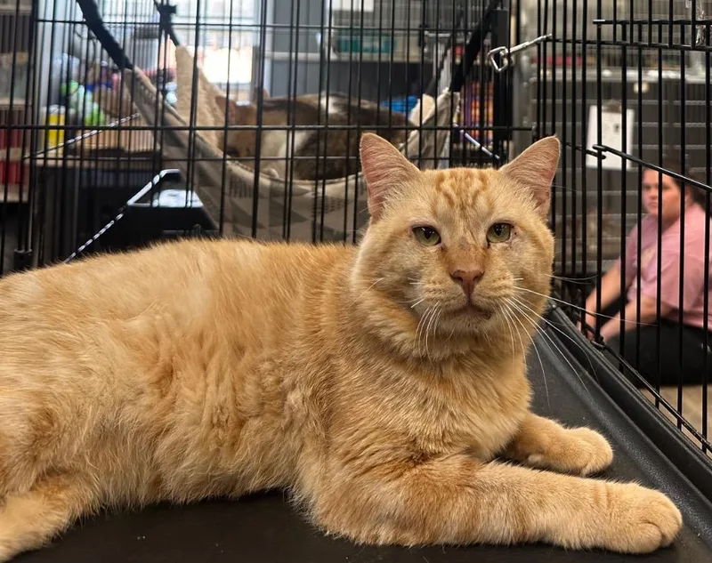 An adult large-sized male Tabby (Orange / Red) Domestic Short Hair cat named Big Mac for adoption in Winnsboro, SC