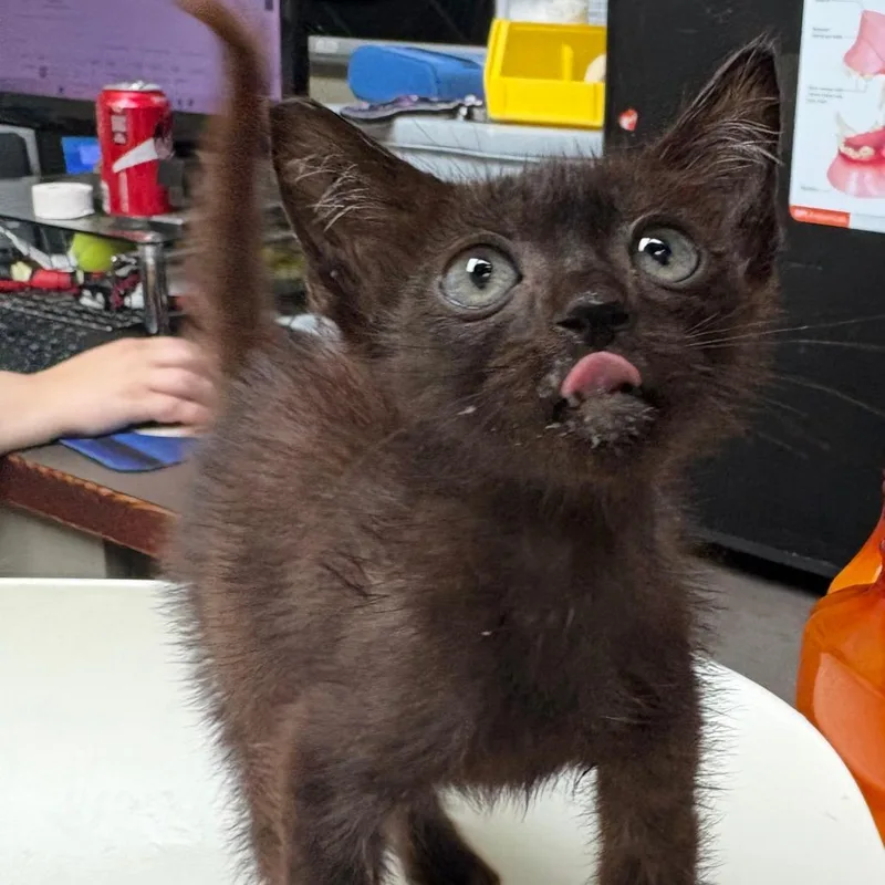 A baby small-sized male Brown / Chocolate Domestic Short Hair cat named Cajun Shrimp for adoption in Columbus, GA