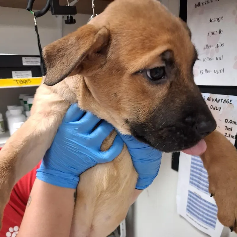 A baby small-sized female Pit Bull Terrier dog named Draco for adoption in Birmingham, AL