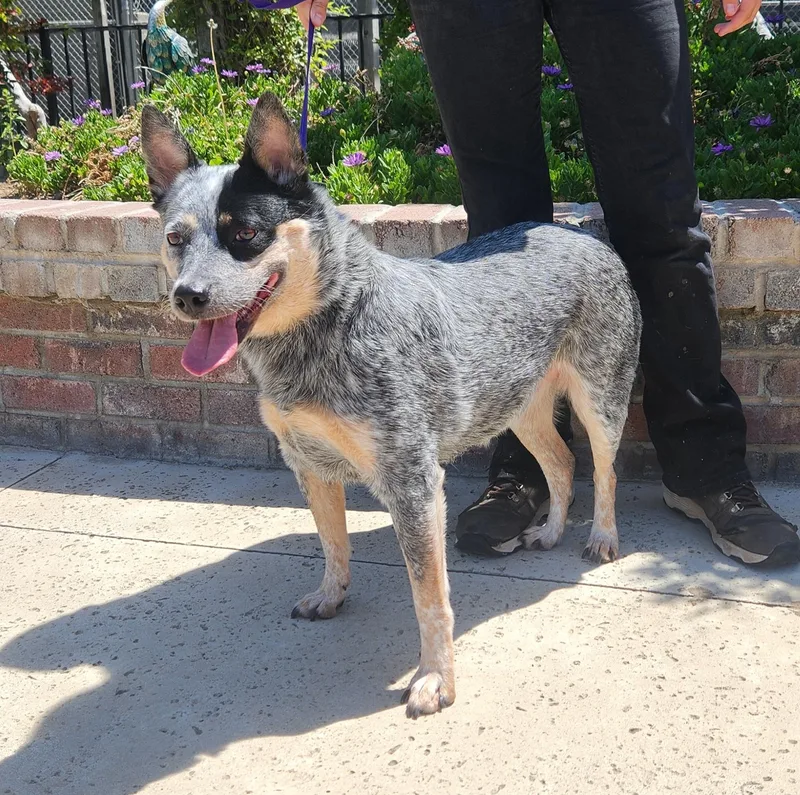 A young small-sized female Gray / Blue / Silver Australian Cattle Dog / Blue Heeler dog named Siren for adoption in Lathrop, CA